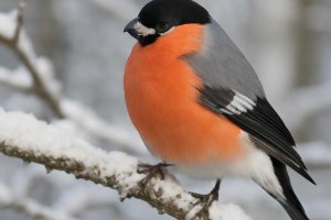 Тепло для каждой пряди