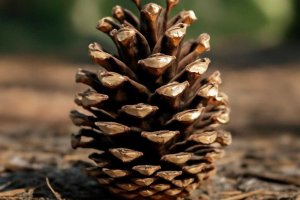 Шишка без заломов: взгляд дерматолога